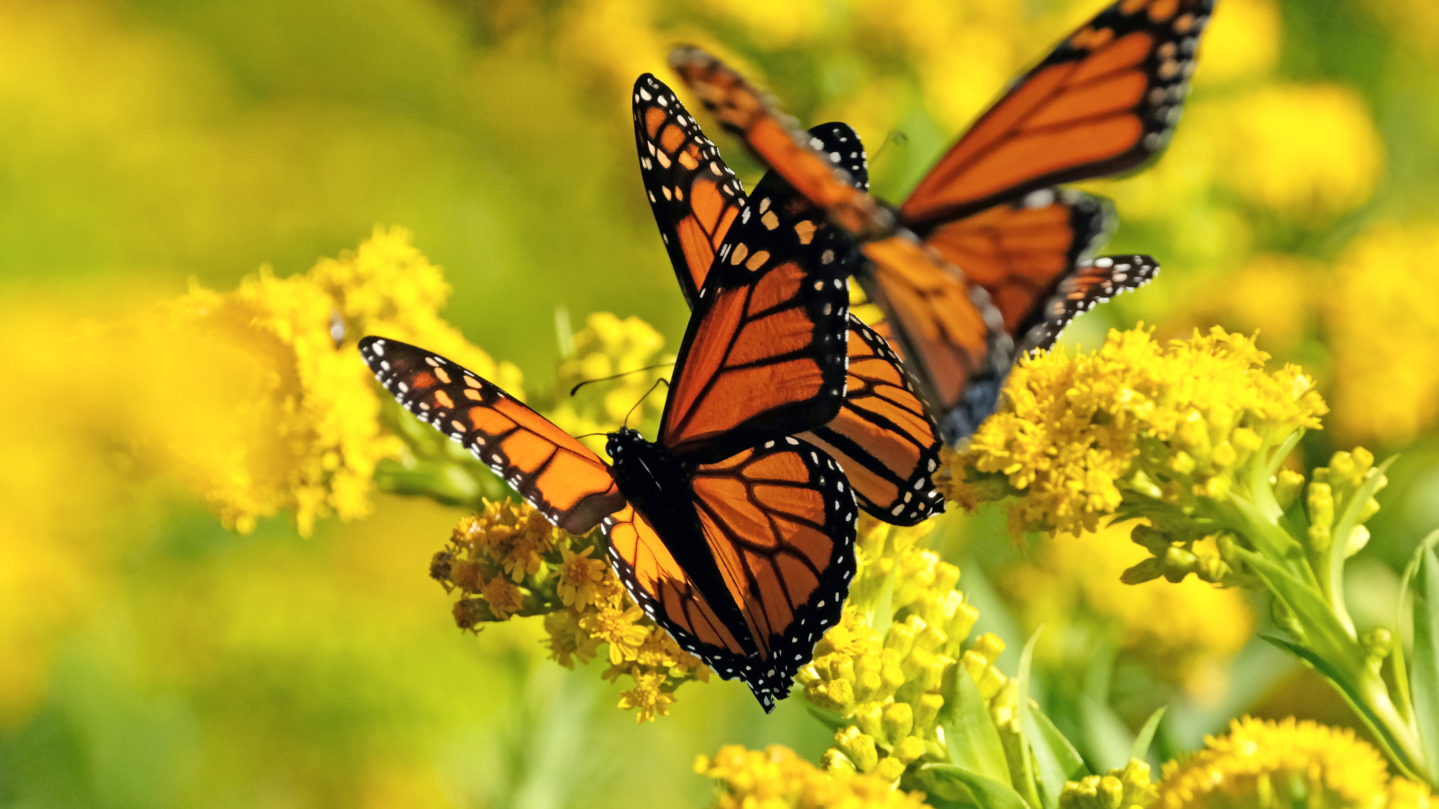 Monarchs Seaside Goldenrod